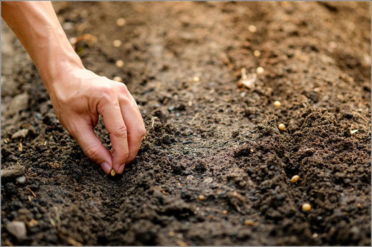 Cobrança de royalties será discutida na Câmara