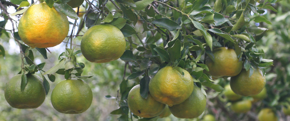 Novas regras reforçam combate ao avanço do greening