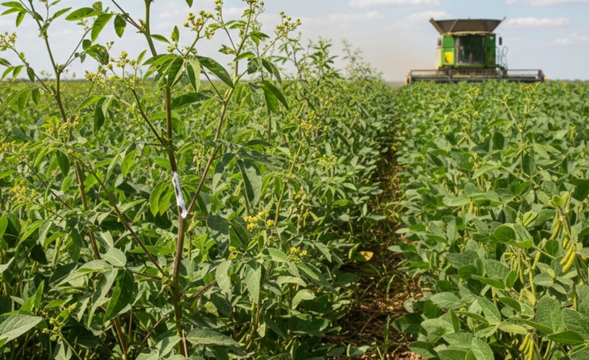 Planta daninha resistente pode elevar custo da safra de soja