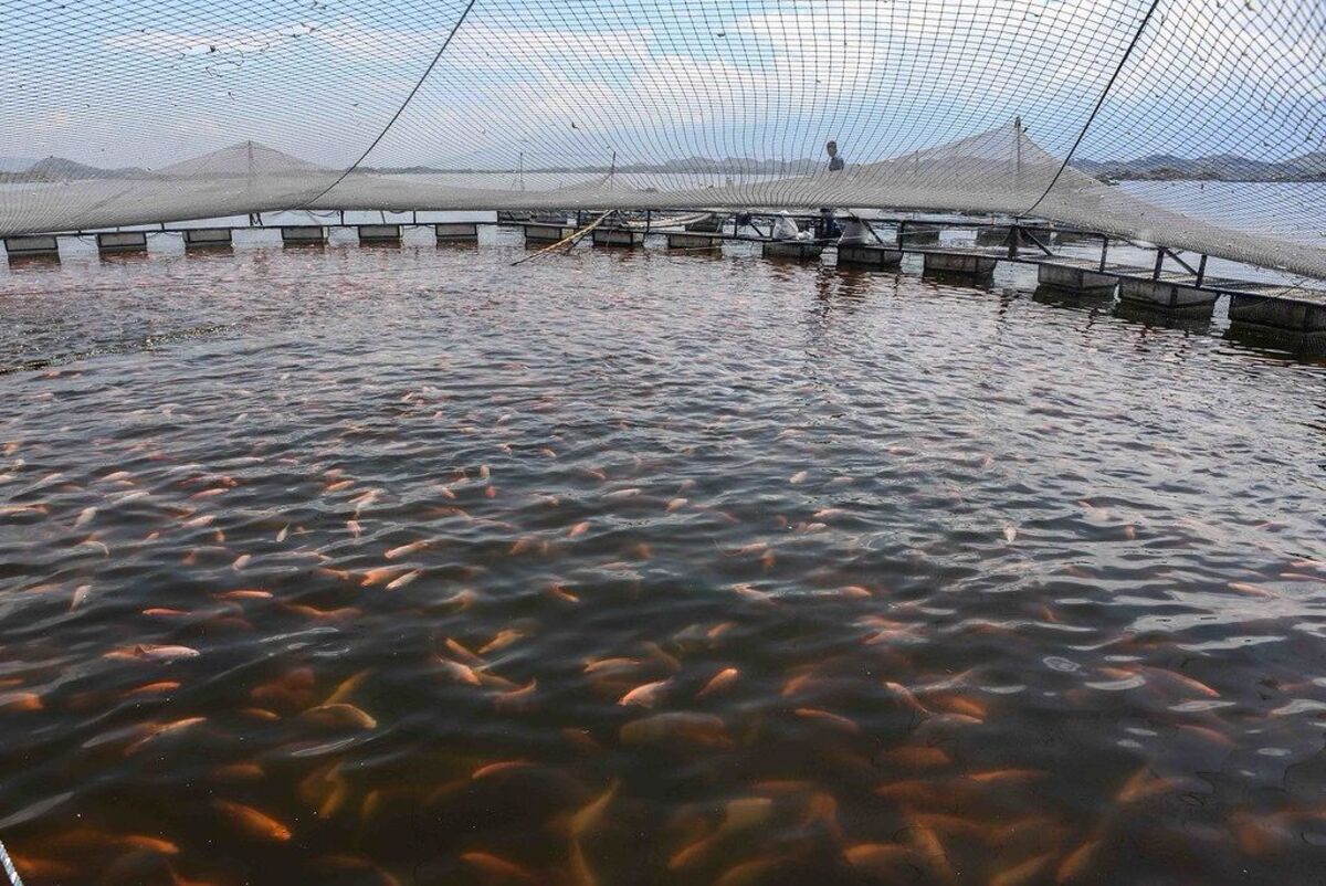 Estado toma medidas para proteger a tilapicultura contra vírus letal