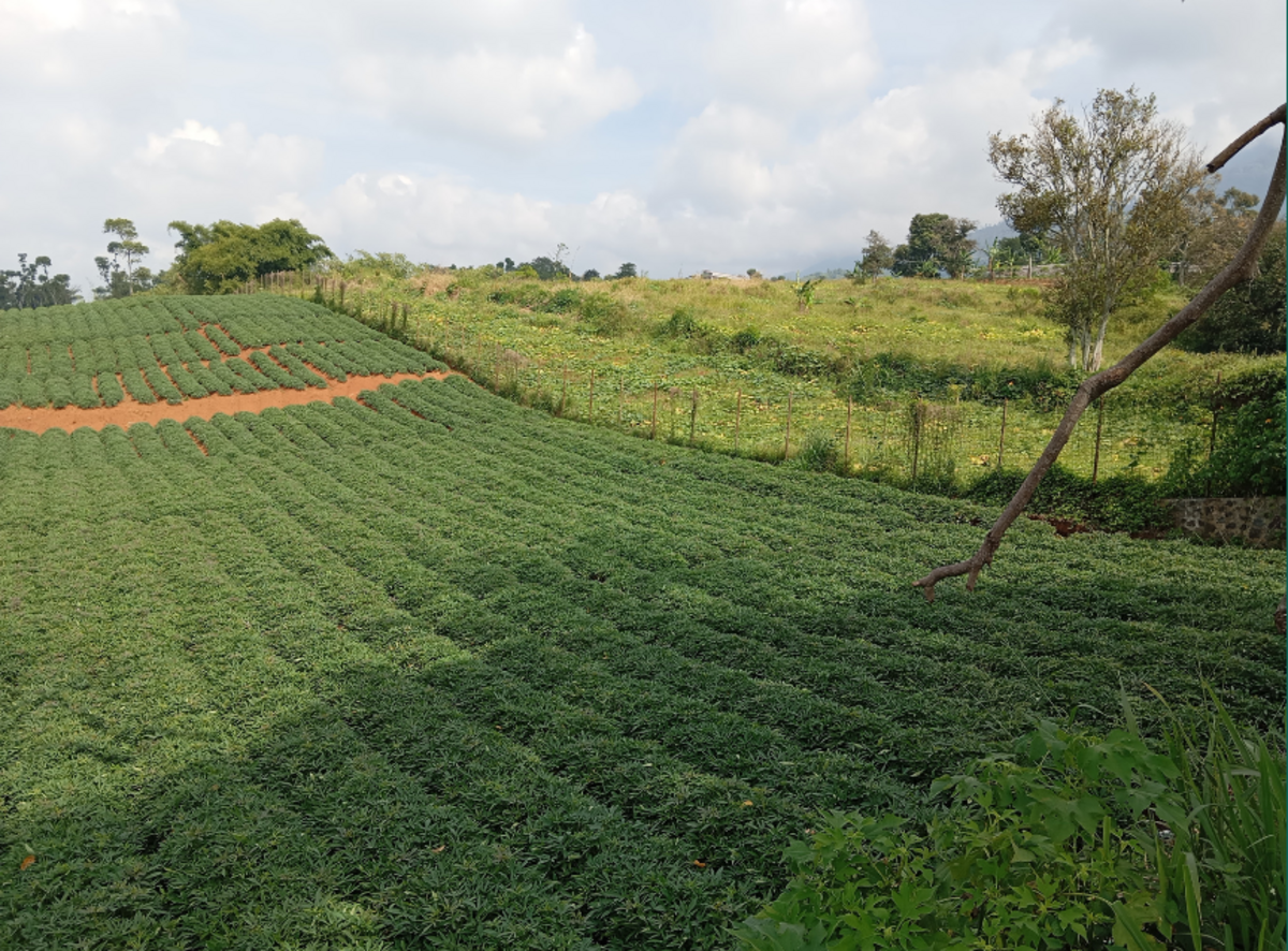 Produtor deve redobrar atenção com declaração de renda