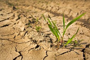 Endurecimento do Proagro deixou 58 mil produtores sem seguro