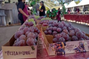 Uva brasileira será a primeira fruta com tarifa zero a estrear na Europa