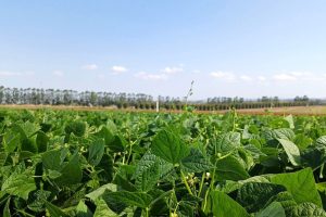 Qualidade e produtividade: IDR-Paraná lança cultivar de feijão