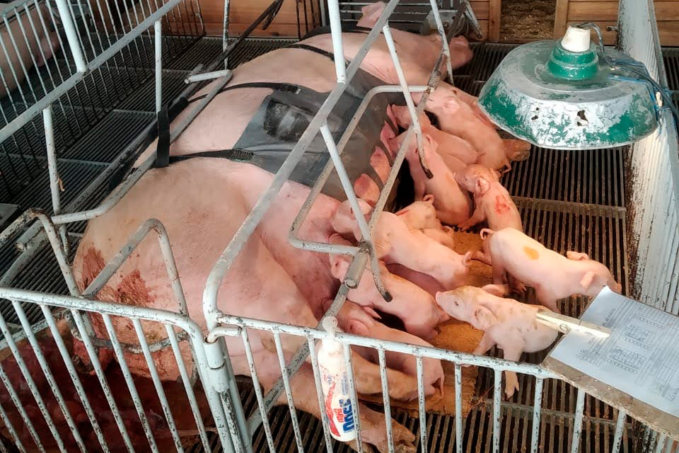 Startup desenvolve cinta massageadora para suinocultura