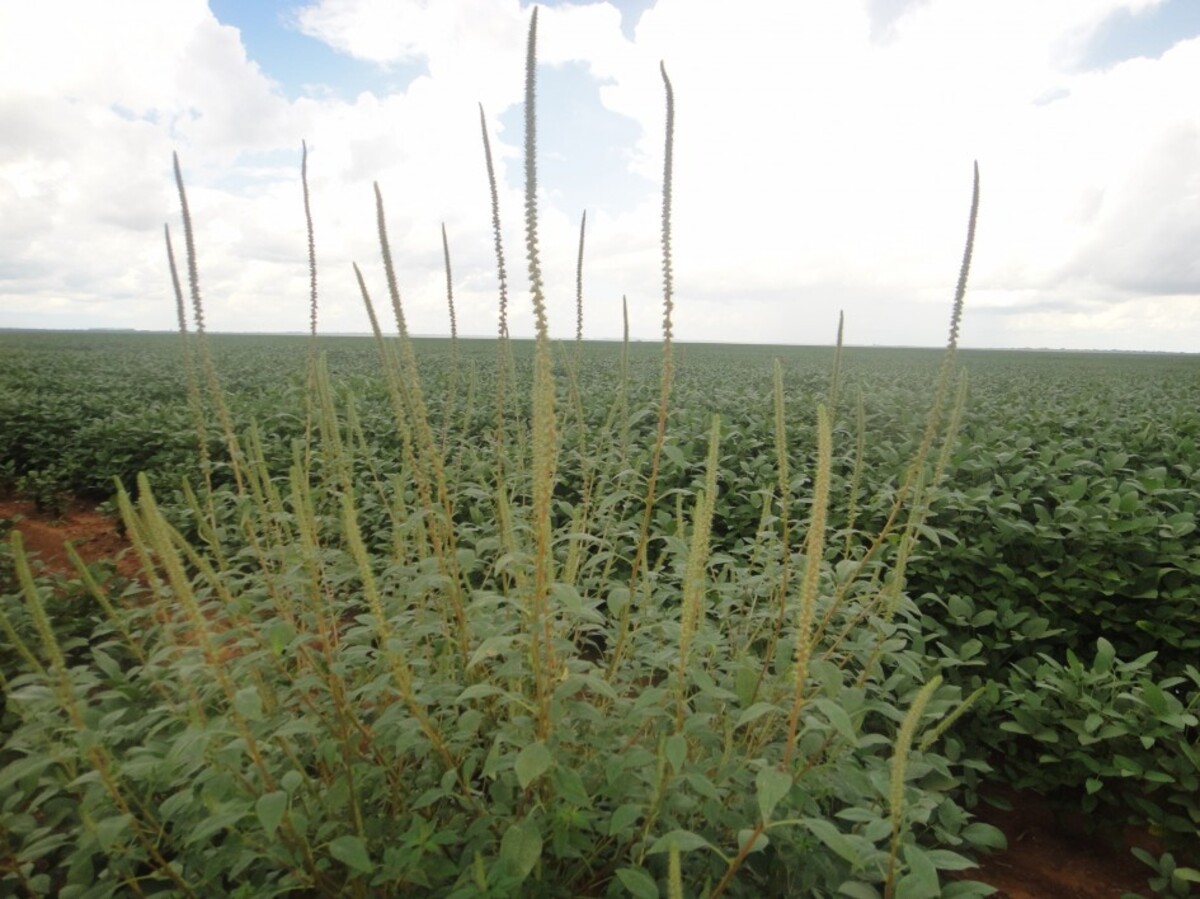 Força-tarefa de ação sanitária é realizada contra o caruru-gigante