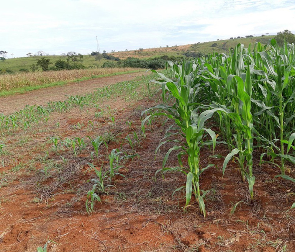Safrinha avança com atraso e eleva risco por problemas climáticos