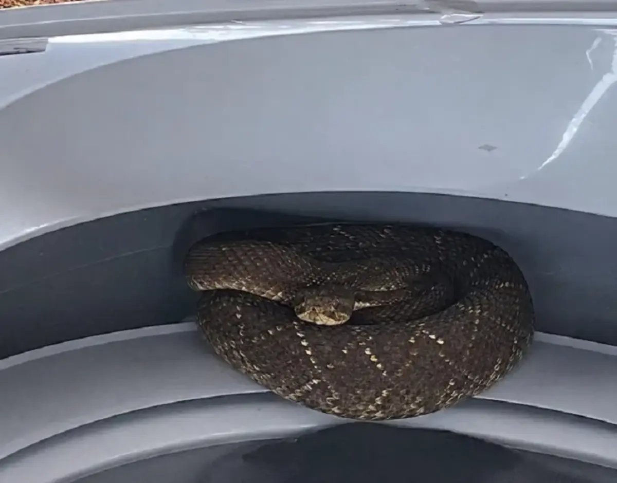 Mulher encontra cascavel dentro de máquina de lavar