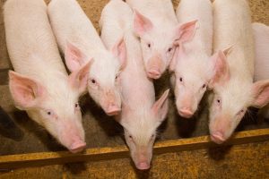 Salmonella pode circular nas granjas e afetar a saúde dos suínos