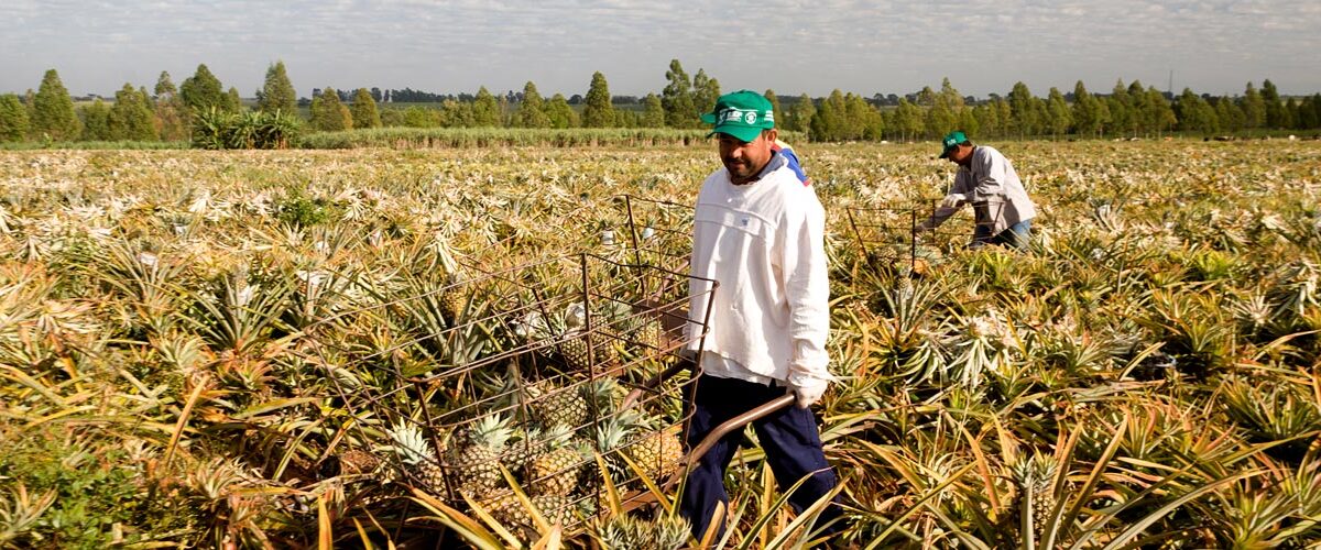 Redução da jornada 6×1 vai comprometer eficiência do agro