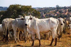 Fundo para pecuaristas garante resposta rápida a emergências sanitárias