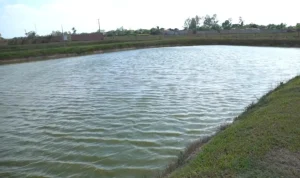 CNA solicita suspensão de exigência de RGP para aquicultores