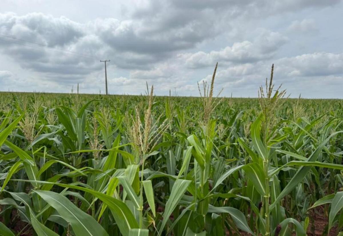 Dia Internacional do Milho: Cereal ganha mais importância no agro