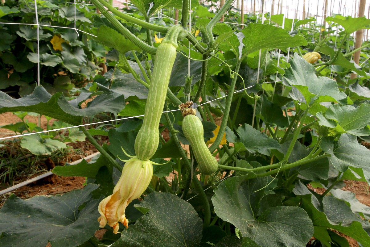 Cultivo de abobrinha movimenta R$ 101 milhões
