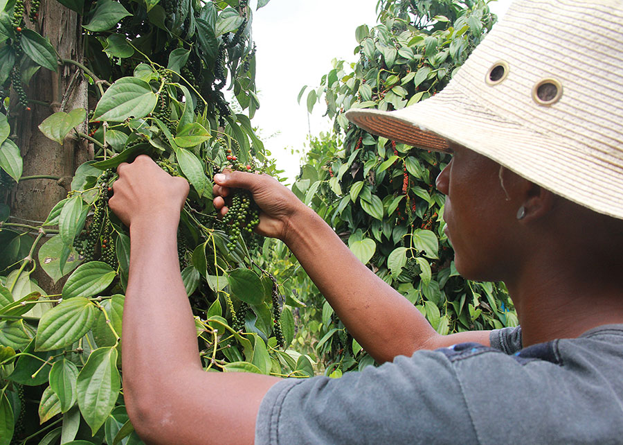 Bactérias “do bem” podem reduzir o uso de produtos químicos
