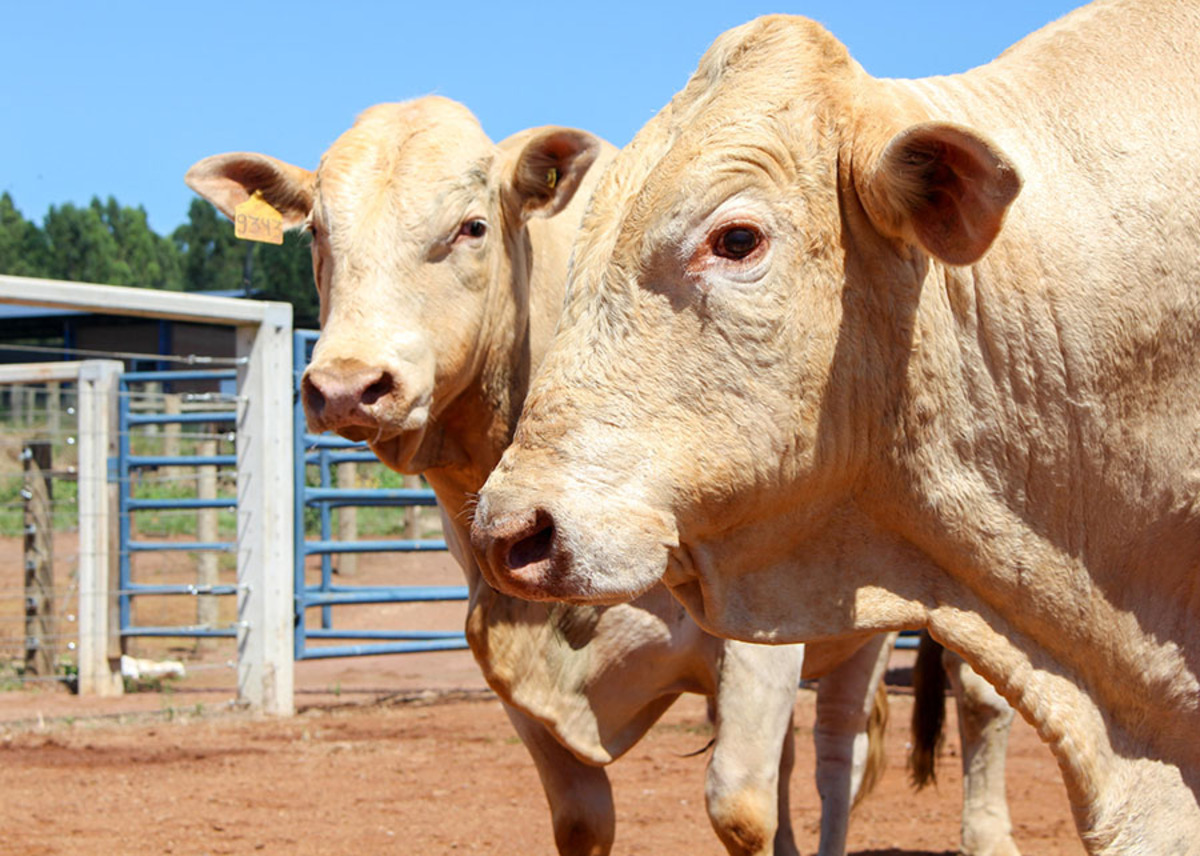 Raça Canchim recebe certificação para carne premium