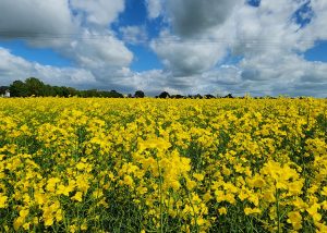 Canola de segunda safra pode reduzir as emissões da aviação em até 55%