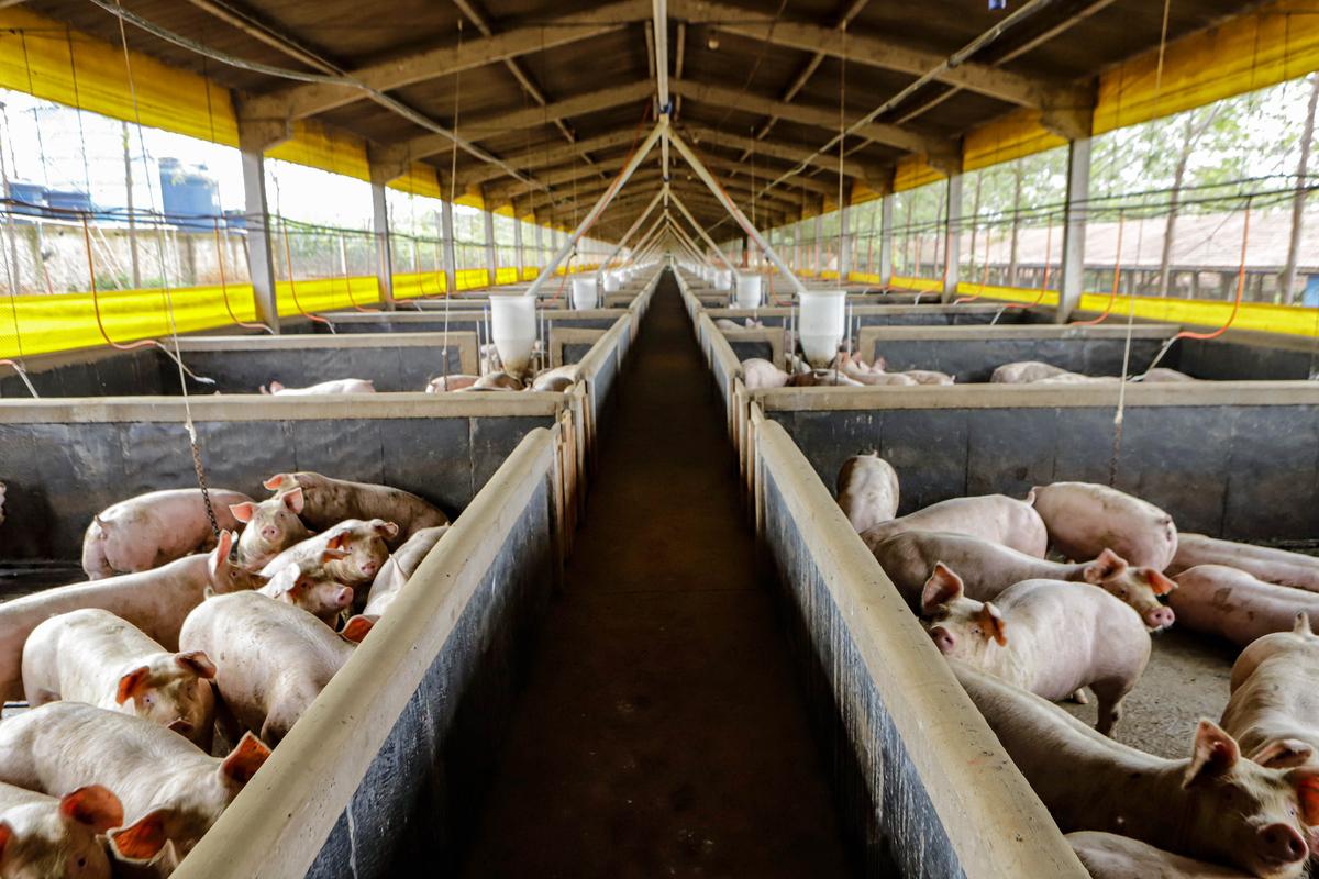 21,3 mil toneladas: exportações de suínos têm melhor resultado para março