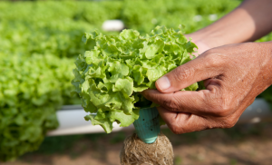 Novo sistema simplifica regras para trânsito de vegetais no país