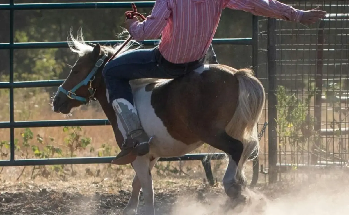 Criança de 9 anos morre após cair de cavalo
