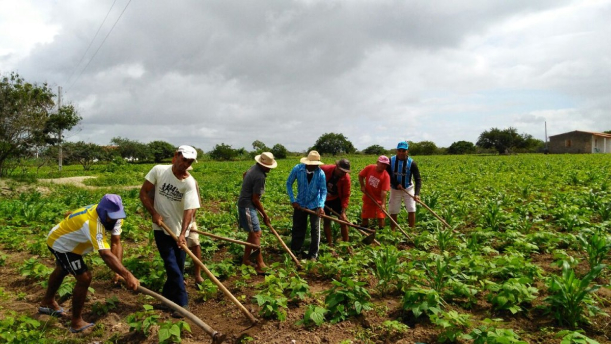 Demanda por safristas cresce nas colheitas