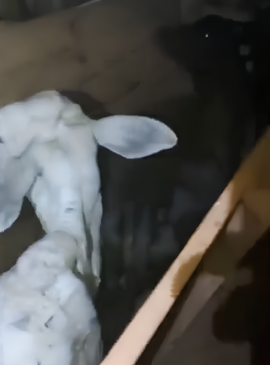 Dois homens são detidos por receptação de gado furtavo