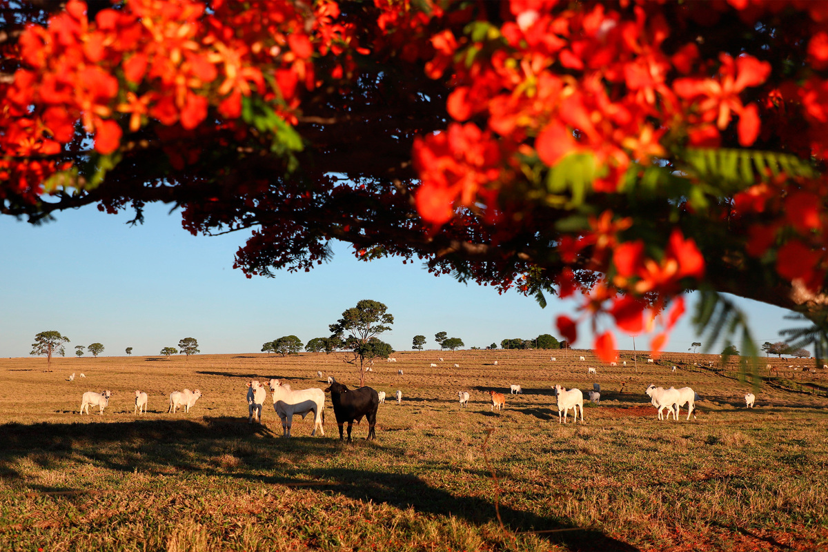 Adapar inicia a Campanha de Atualização de Rebanhos 2026
