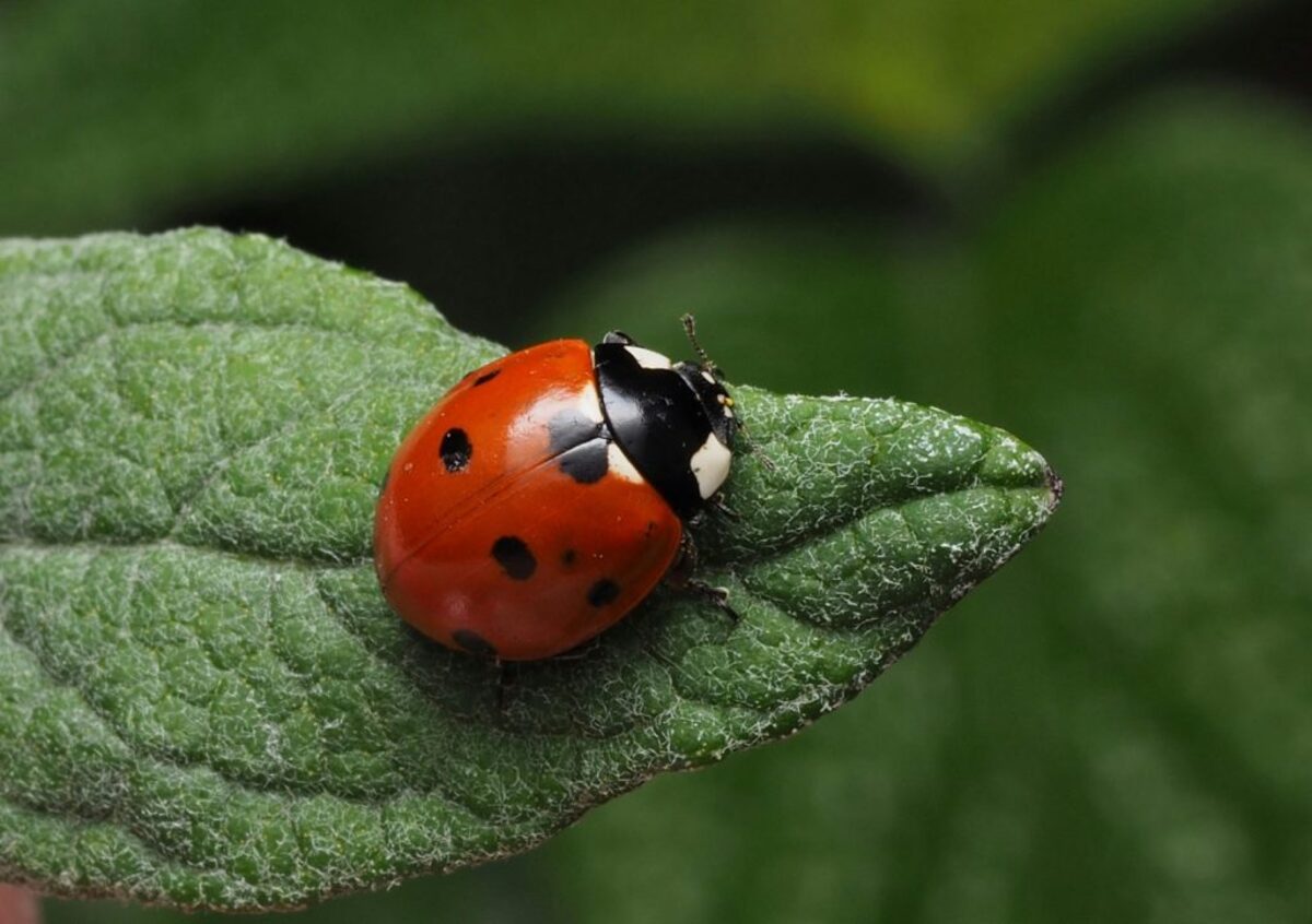Pequenas guardiãs: joaninhas atuam contra pragas agrícolas