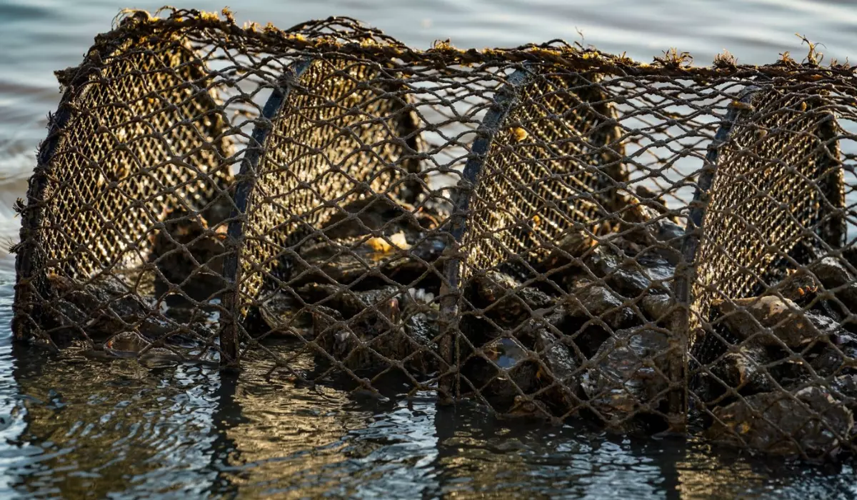 Ostras estão sendo dizimadas e maricultores estão preocupados