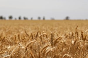 Brasil inicia plantio de trigo com déficit