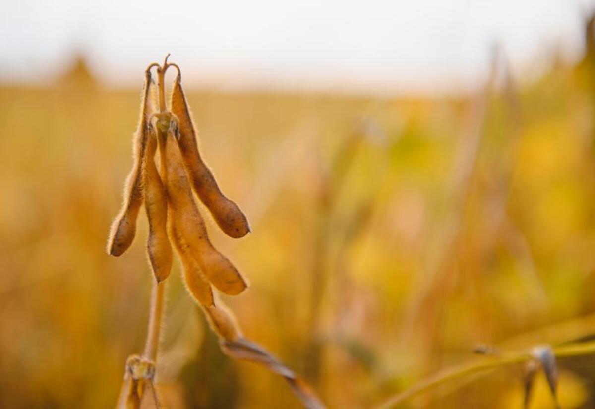 Biodiesel pode elevar demanda por soja em até 72%