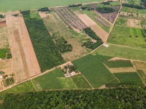 STF trava compra de terras por estrangeiros
