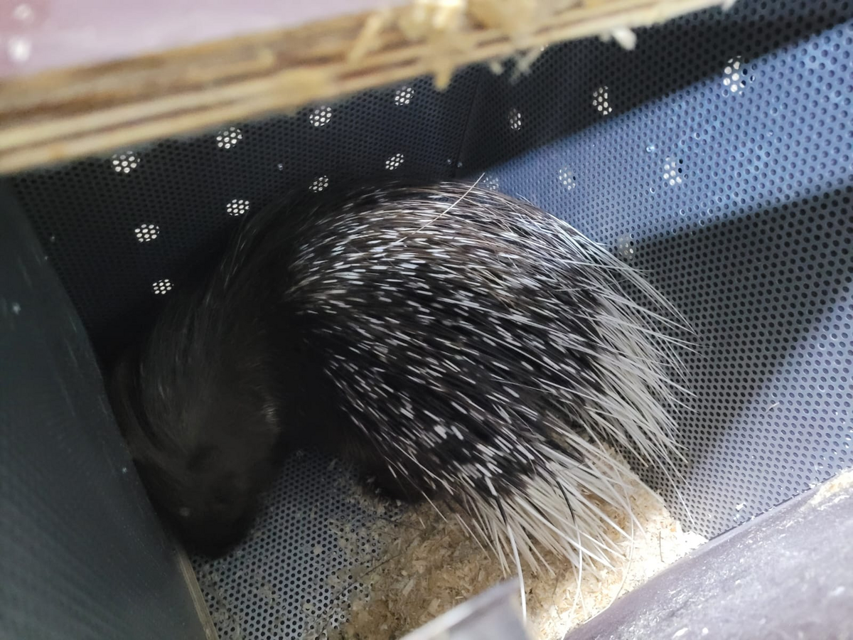 Importação de animais exóticos reforça atuação da fiscalização agropecuária