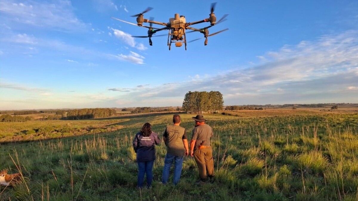 Solução biológica inédita contra carrapato tem aplicação por drone