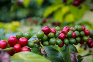 Cooperação entre Estado e UE apoia produtores rurais