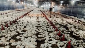 Falha no fornecimento de energia causa morte de quase 15 mil aves