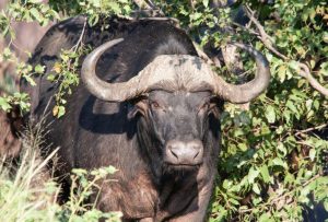 Conhecido como ‘peste-negra’, espécie é temida na África
