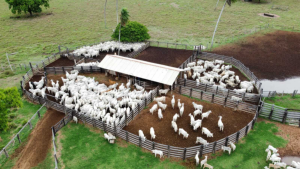 Confinamento bovino deve crescer 55% em 2026