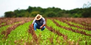 Endividamento avança no campo após juros altos, perdas climáticas e queda da renda