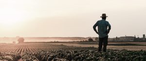 Seguro rural despenca e coloca atividade em risco