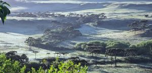 Frio intenso avança e Brasil pode ter neve neste fim de semana