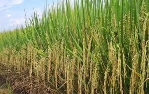 Argentina e Uruguai consomem as cotas de arroz e ovos para UE