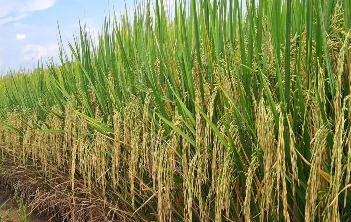 Argentina e Uruguai consomem as cotas de arroz e ovos para UE