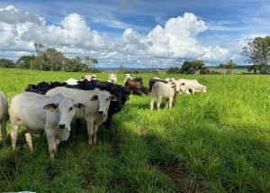 IA apoia manejo de plantas daninhas em sistemas integrados de lavoura e pecuária