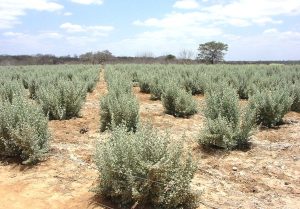 Microrganismos raros viabilizam cultivo de milho em solos afetados por excesso de sal