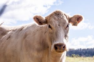 Uso de antibióticos é proibido na produção animal