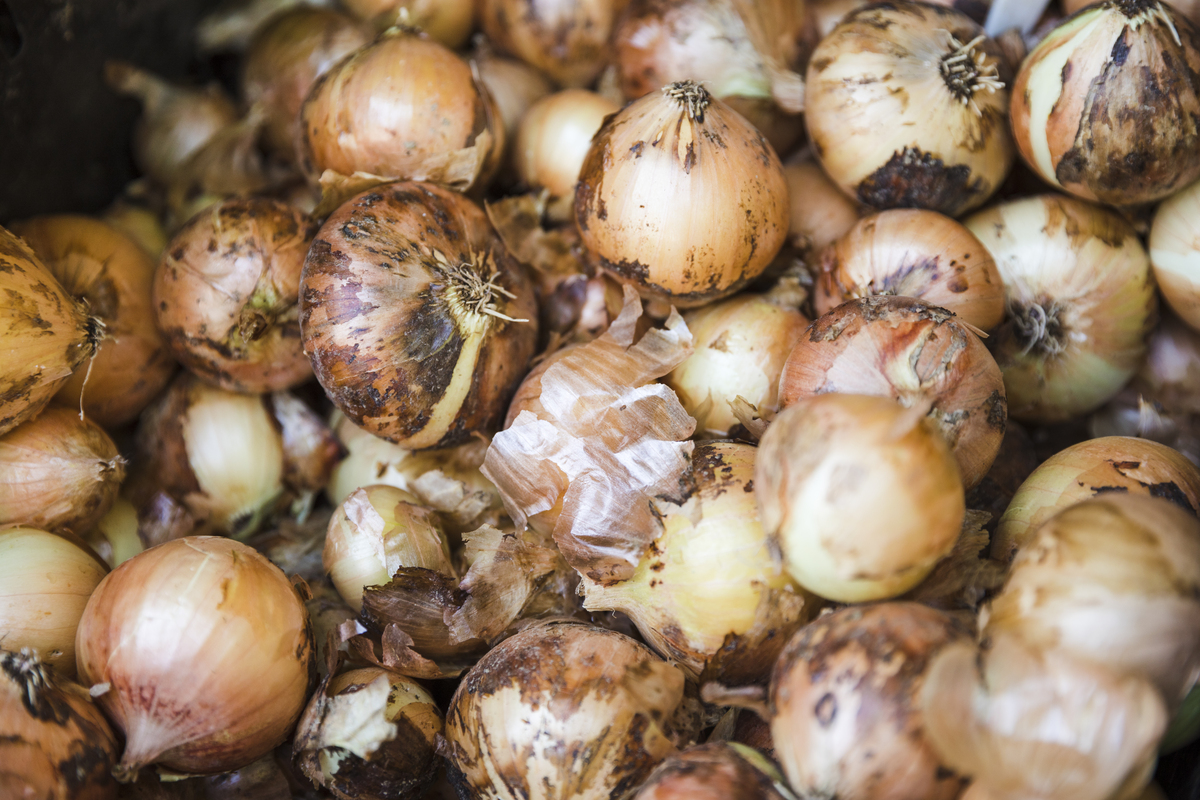 Cotações Agropecuárias:  Queda de qualidade limita escoamento de cebola