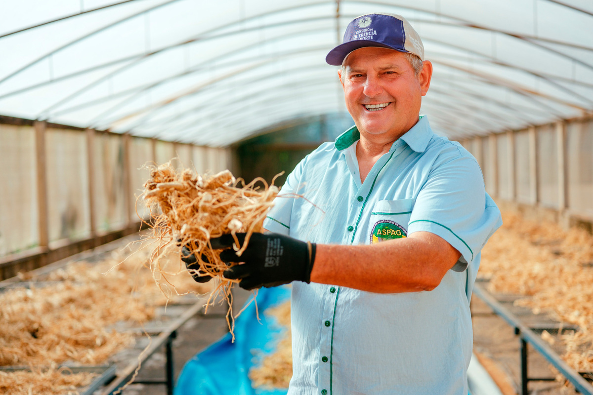 Ginseng conquista selo de Indicação Geográfica