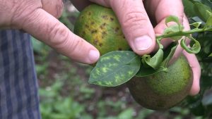 Inteligência artificial utilizada para proteger citricultura