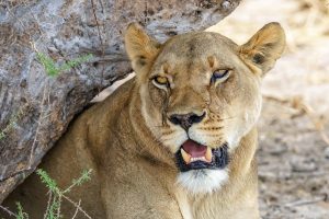 Menina de 8 anos é atacada por onça-parda